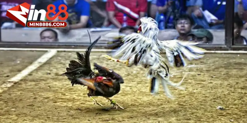 Giới thiệu sân chơi đá gà 88