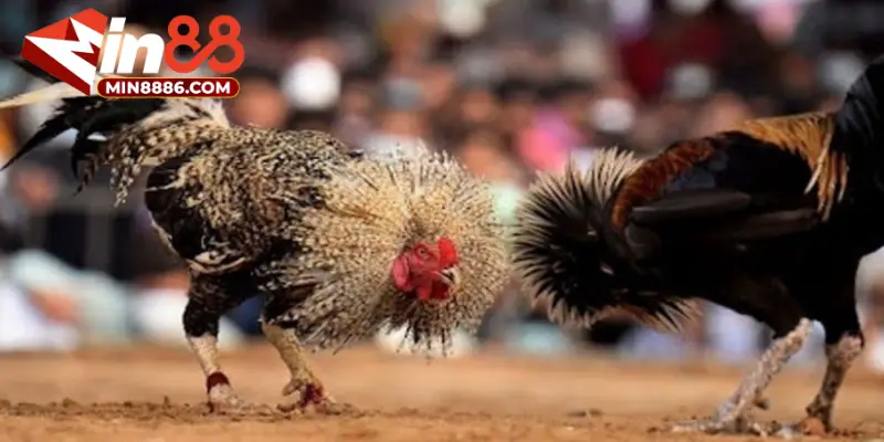 Những hình thức đá gà 88 đầy hấp dẫn