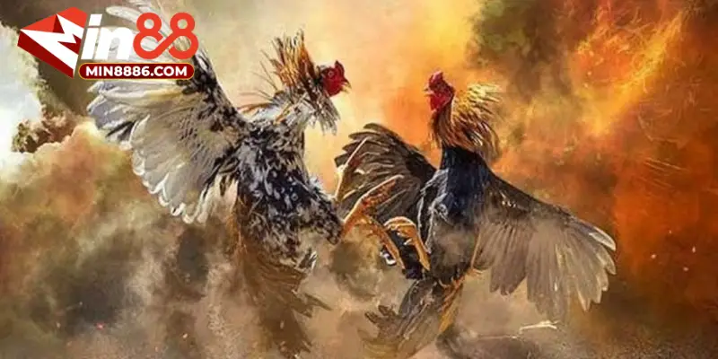 Đá gà Thomo kịch tính không nên bỏ lỡ