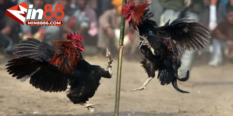 Hướng dẫn chơi đá gà MIN88 qua các bước