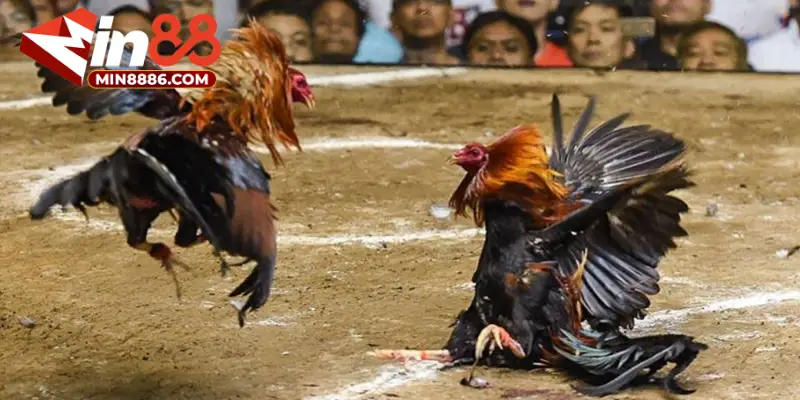 Đá gà Thomo là gì?