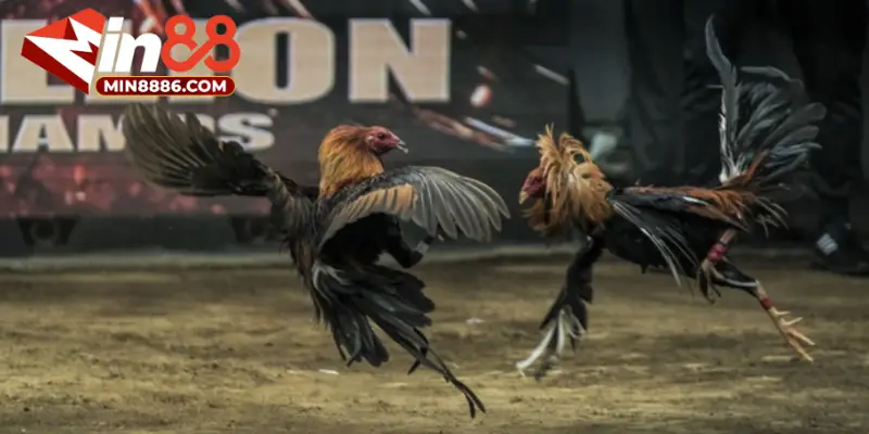 Cập nhật luật đá gà Thomo mới nhất 2025