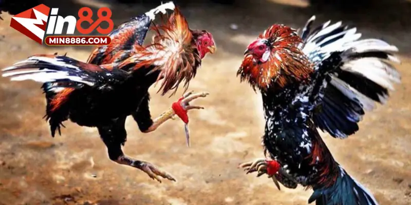 Tìm hiểu một số loại kèo đá gà Thomo thường thấy