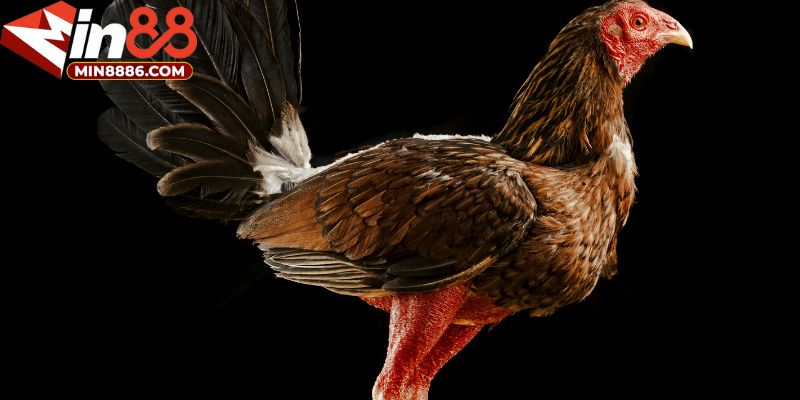 Bí Quyết Chọn Kèo Đá Gà Trực Tiếp Để Nâng Cao Tỷ Lệ Thắng