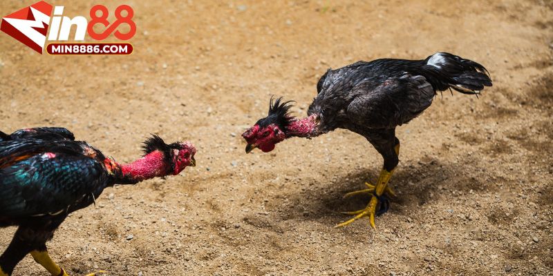 Trải Nghiệm Xem Đá Gà Trực Tiếp Trên MIN88