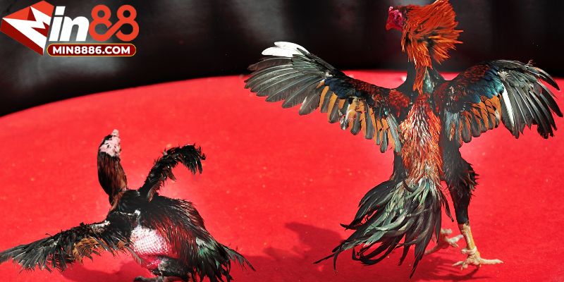 Sự phát triển của đá gà trực tiếp